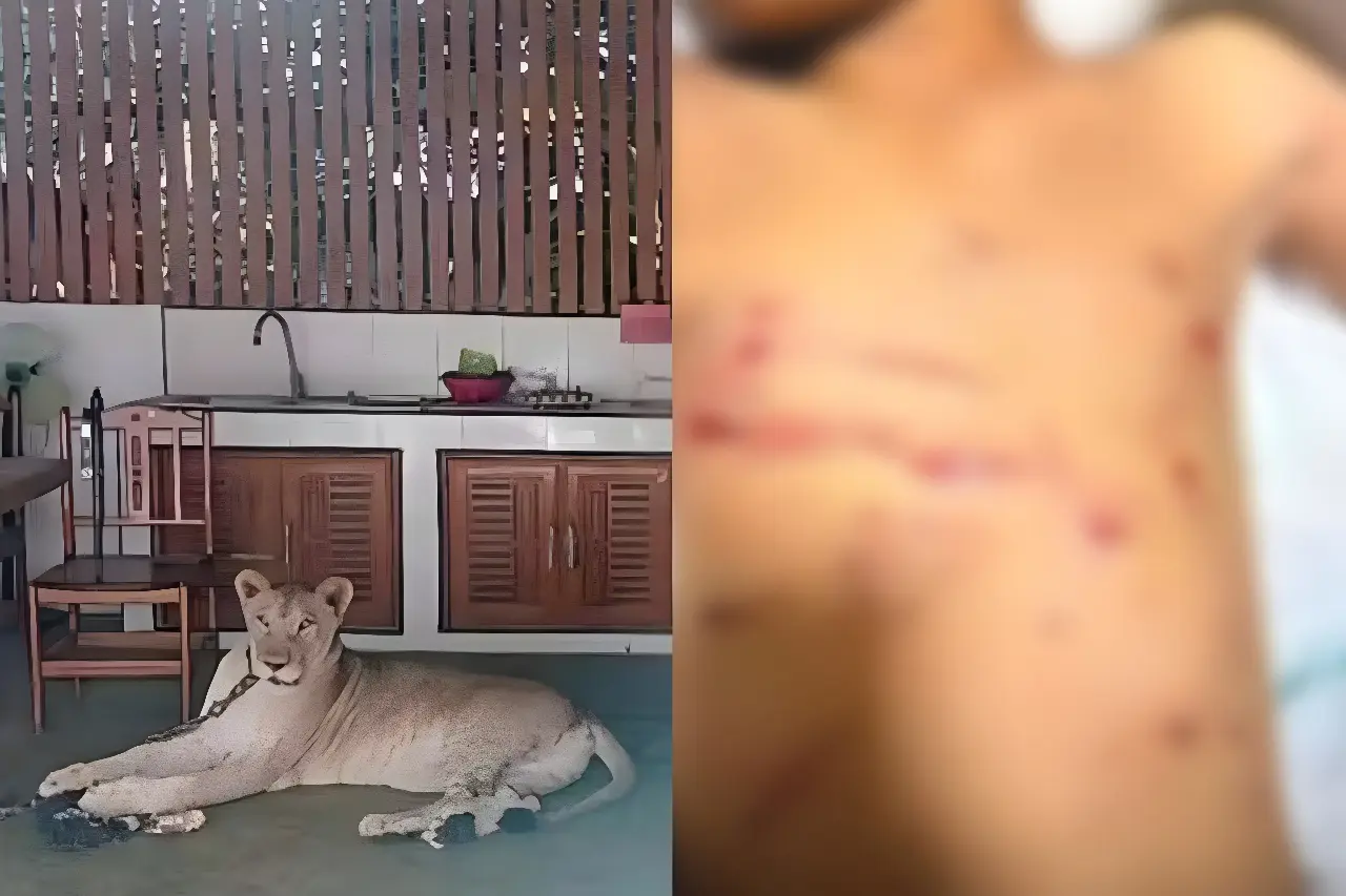 Criança é atacada por leoa mantida como pet por influenciador (Foto: Reprodução)