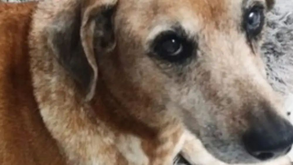 Cadela engole salsicha com agulhas; vizinho é investigado por abuso contra animal