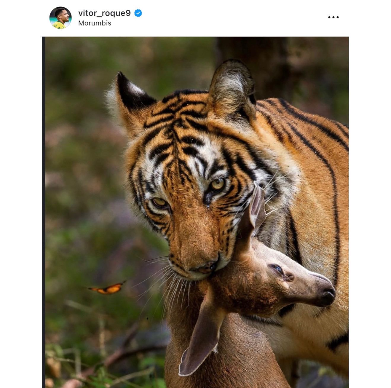 Publicação Vitor Roque após vitória do Palmeiras contra São Paulo - Imagem foi retirada do ar tempo depois || Reprodução: Redes Sociais 