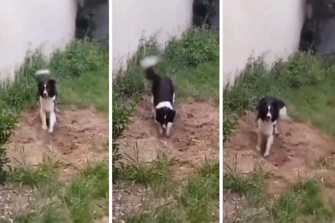 Cão encontra corpo enterrado em galpão || Reprodução: Redes Sociais