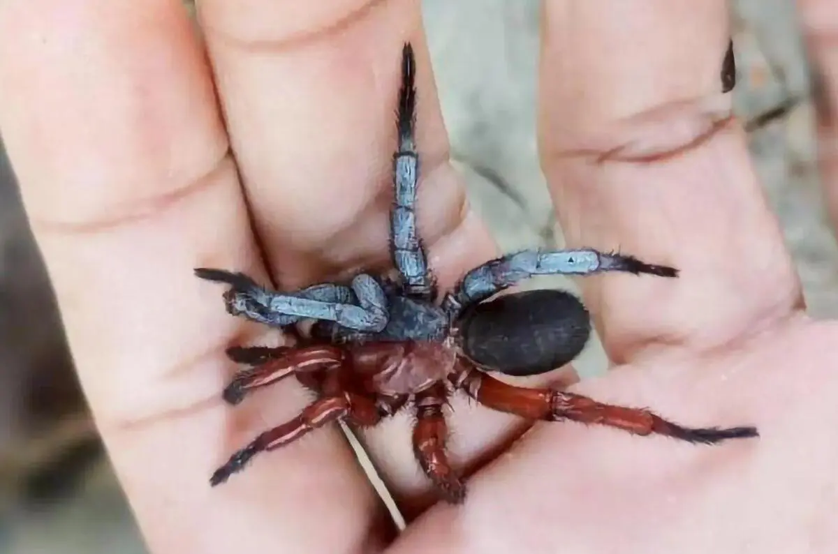 Aranha rara é metade fêmea, metade macho