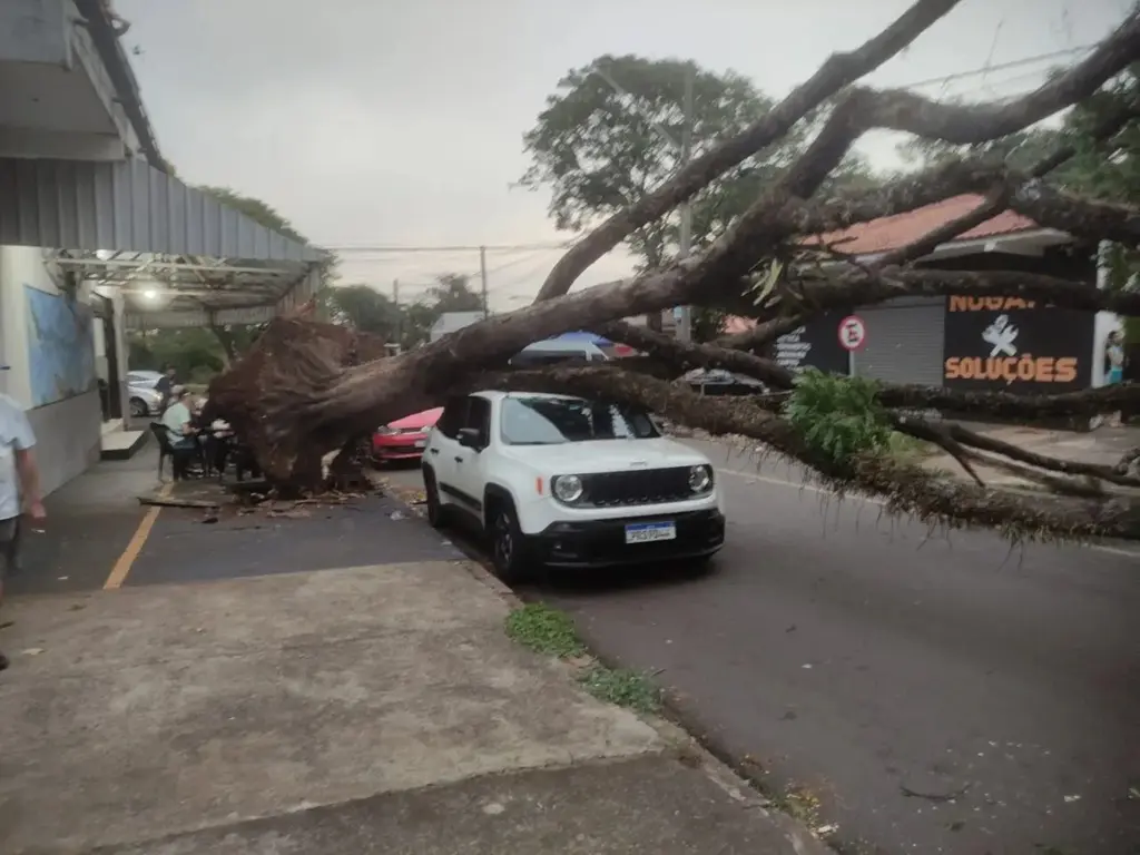 Força da natureza: após fortes rajadas de vento, árvore destrói carro no PR. Vídeo