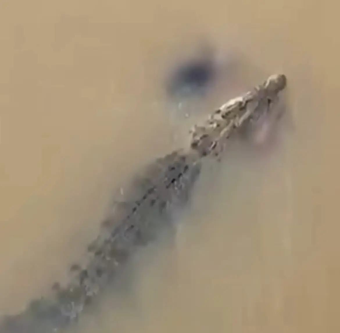 mulher desaparece no rio da índia e e encontrada após ataque de crocodilo