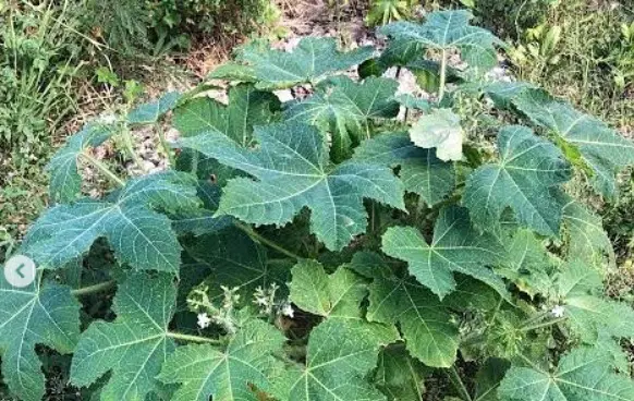 Marido descobre traição e usa planta para punir esposa com coceira e ardência