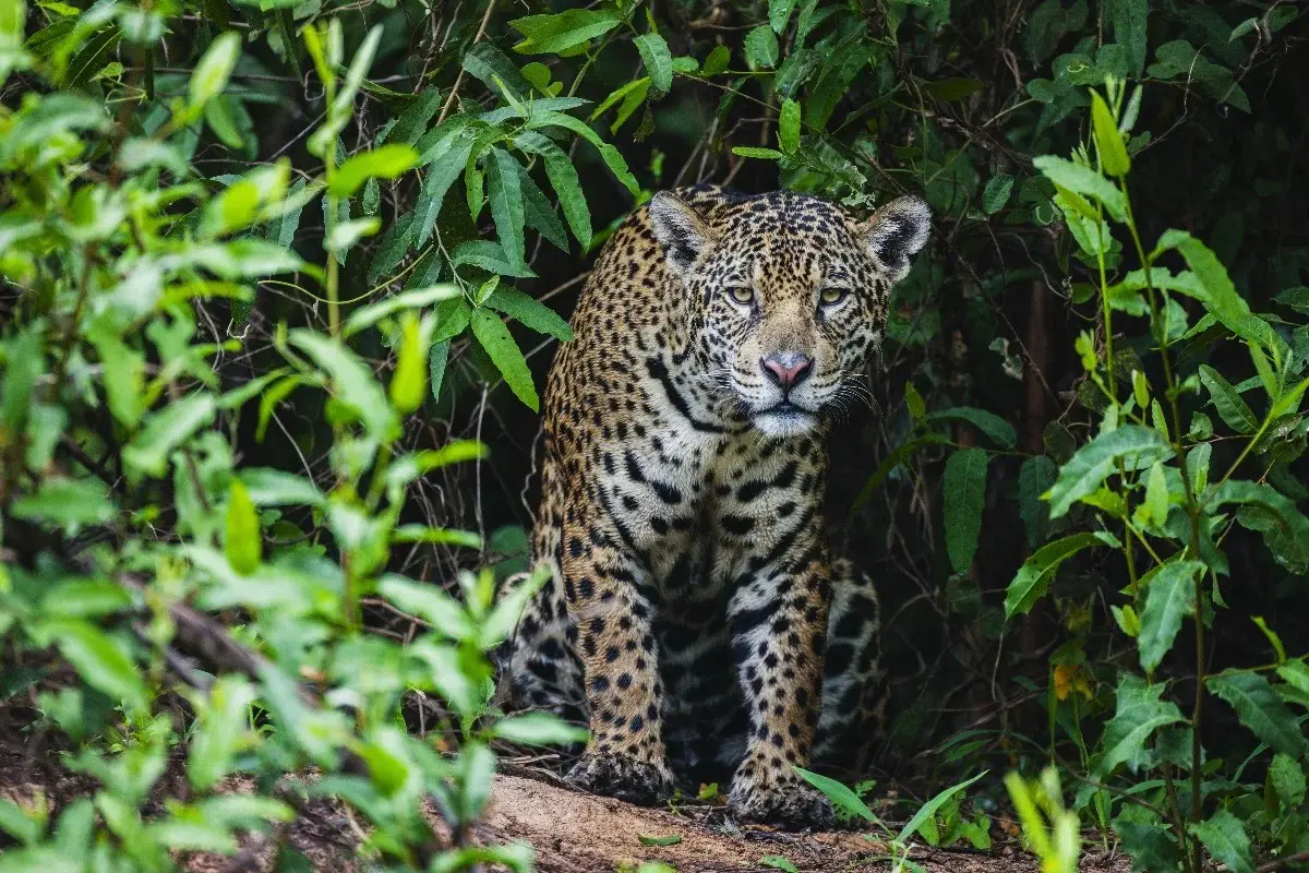 Foto: reprodução/Jami Tarris/Getty Images
