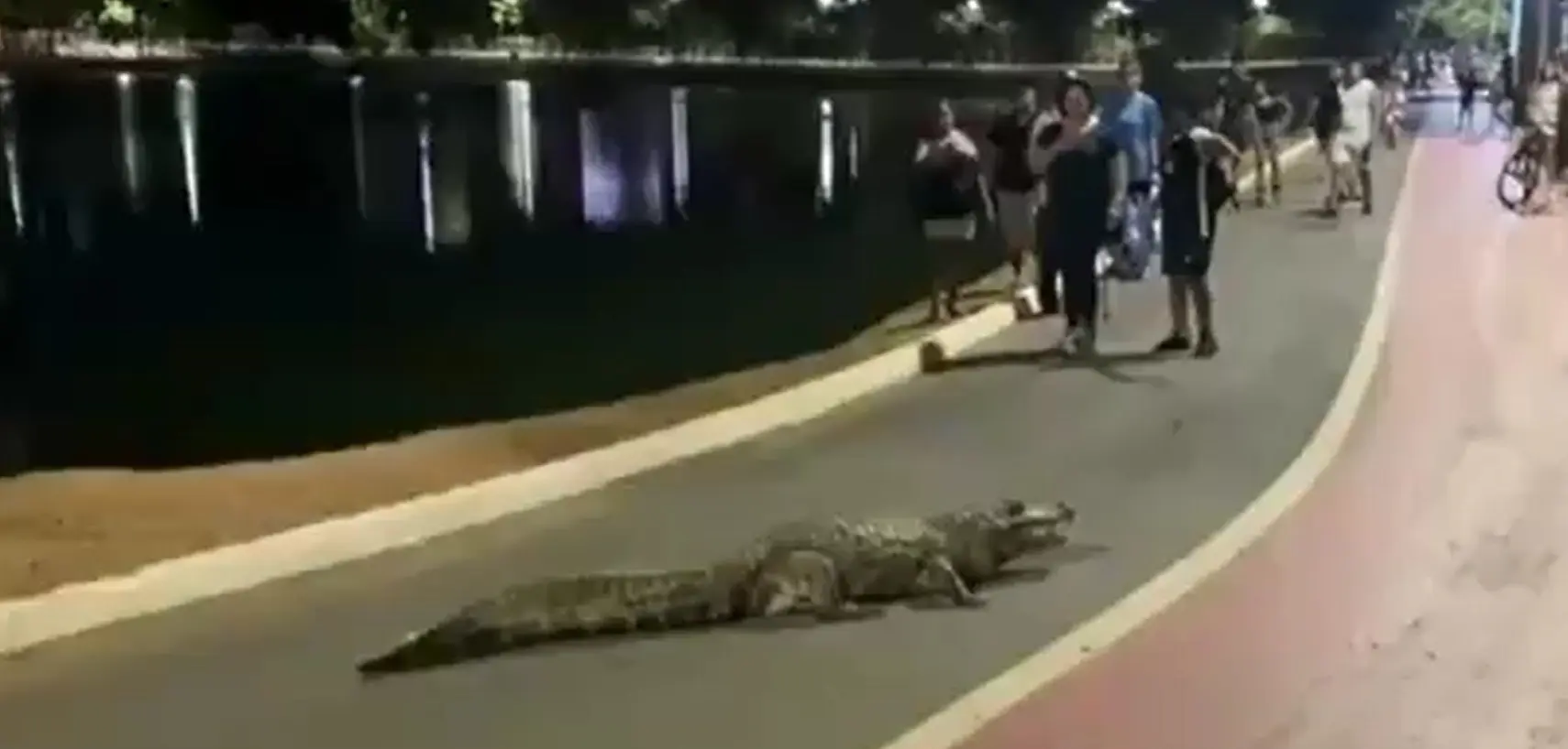 Visitantes registram momento inusitado ao gravarem jacaré saindo de lagoa e percorrendo faixa de caminhada em parque de Cuiabá (MT). Reprodução/redes sociais