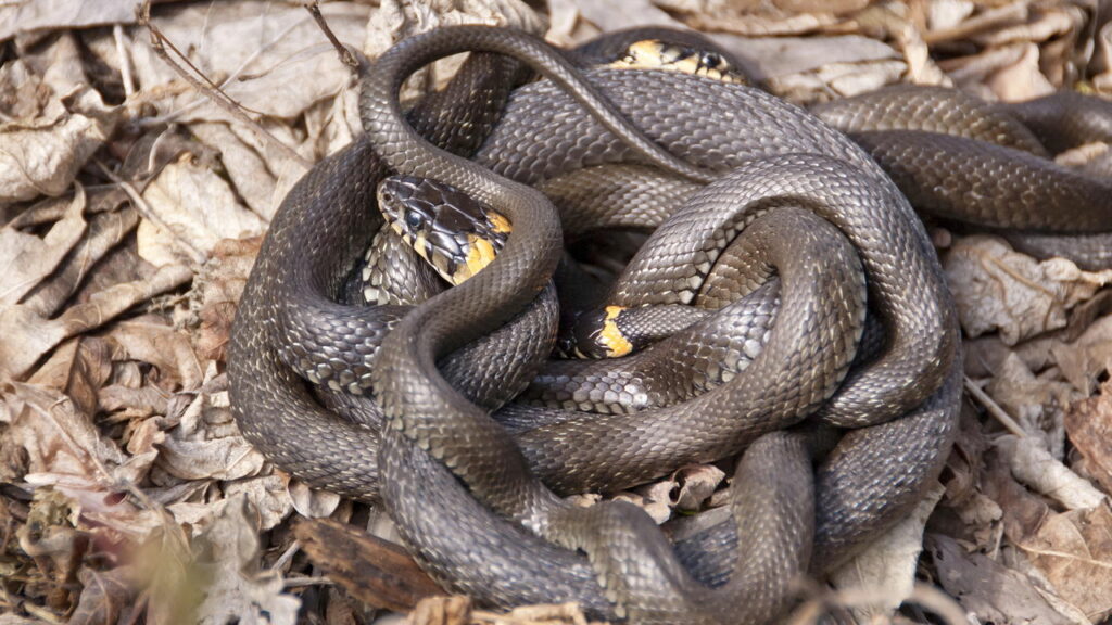 Mais de 15 mil serpentes vivem no local