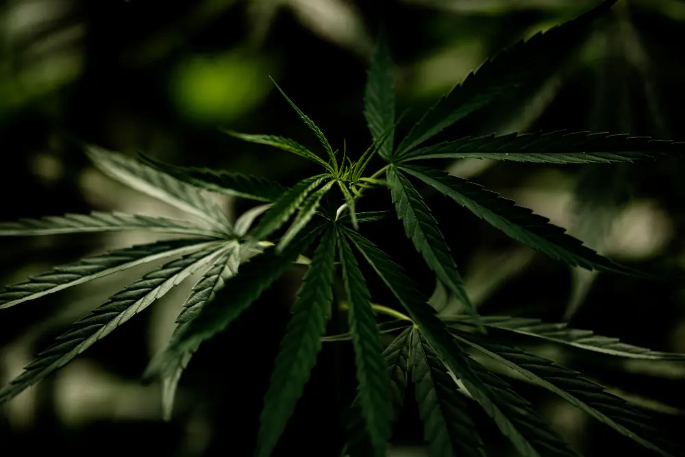 Embrapa é autorizada a fazer pesquisas sobre Cannabis - Freepik
