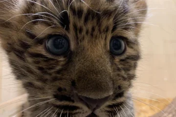 ‘Tinder animal’: zoológico usa app para salvar felino mais raro do mundo