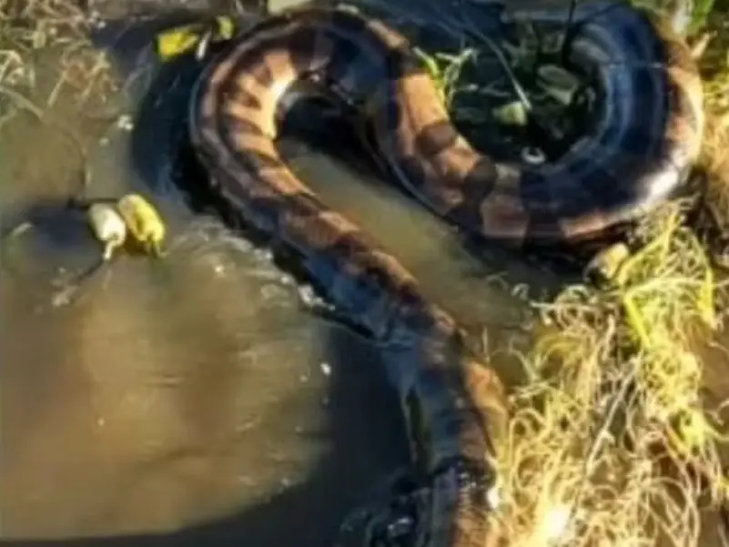 Dois pescadores gravaram resgate a uma cobra sucuri (Foto: Arquivo Pessoal)