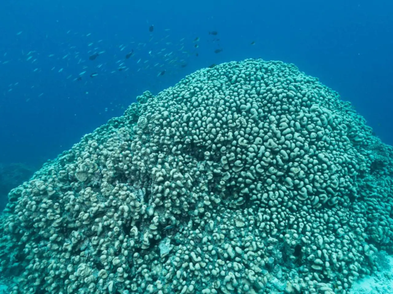 Pesquisadores encontram criatura marinha do tamanho de prédio no oceano