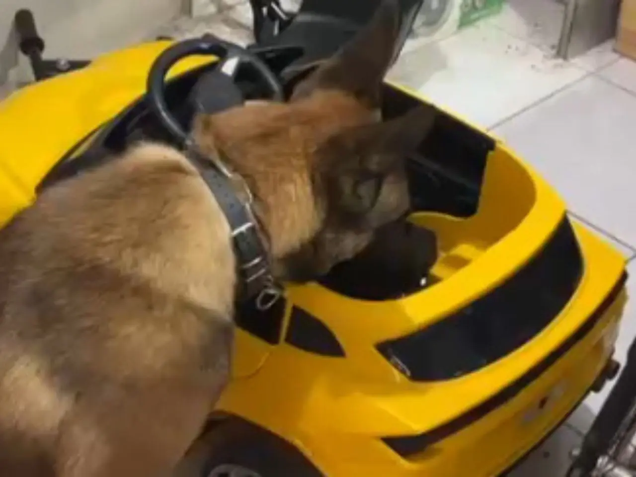 Maconha é encontrada em carrinho de brinquedo durante operação da polícia