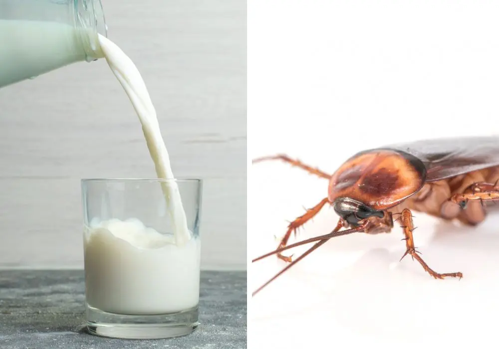Leite de barata é mais nutritivo que o de vaca, aponta estudo