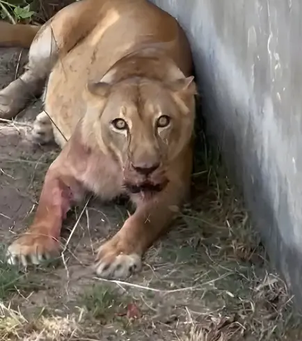 Homem invade jaula de leoa em zoológico e pior acontece (Foto: Redes Sociais)