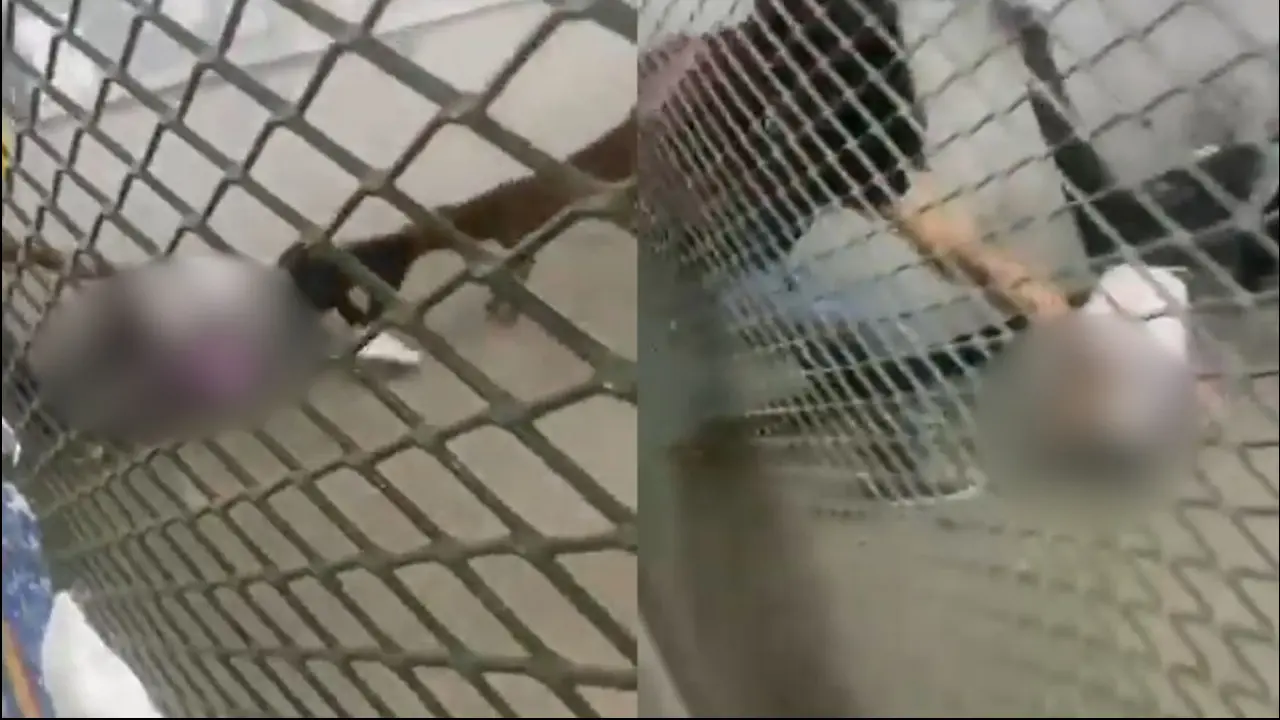 Pitbull abandonado invade escola e ataca estudante no Rio