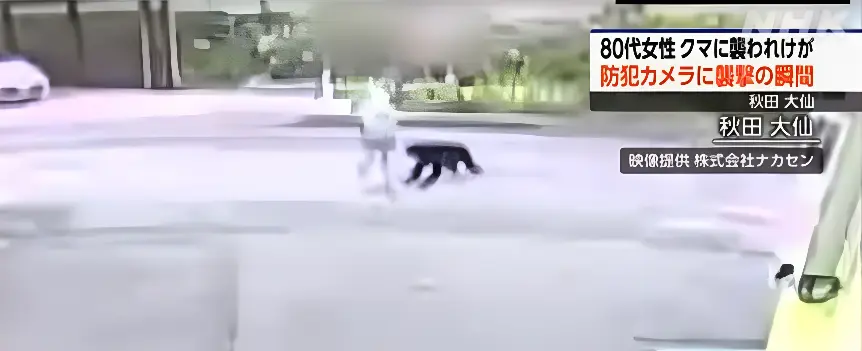 Urso ataca idosa no meio da rua (Foto: Reprodução Redes Sociais)