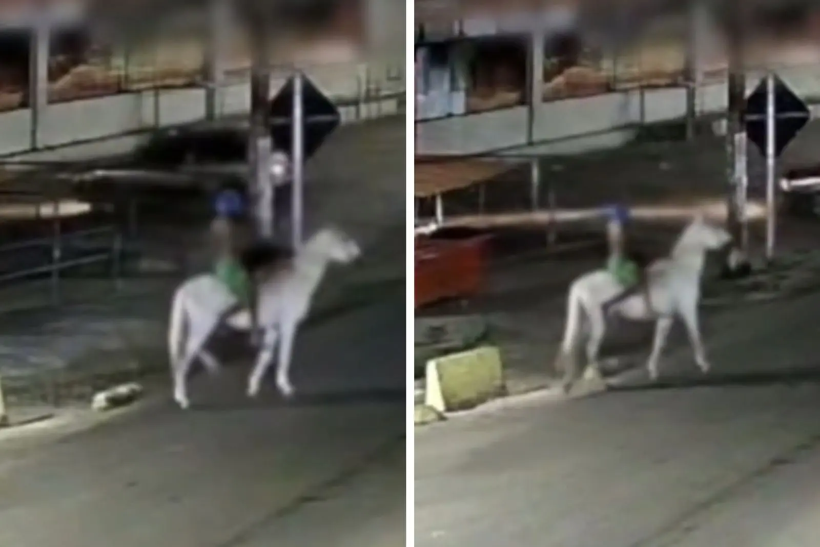 Homem transportou vítima em cavalo e abandonou em um terreno baldio || Reprodução: TV Jornal - SBT 