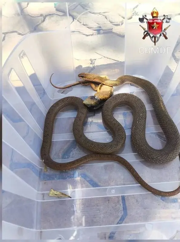 Cobra-cipó foi flagrada pelos bombeiros enquanto engolia um lagarto no quintal de uma casa no Park Way, no DF. Foto: Corpo de Bombeiros DF.