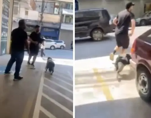 Confusão em petshop: homem rouba filhote de cachorro border collie e é perseguido na rua. Vídeo