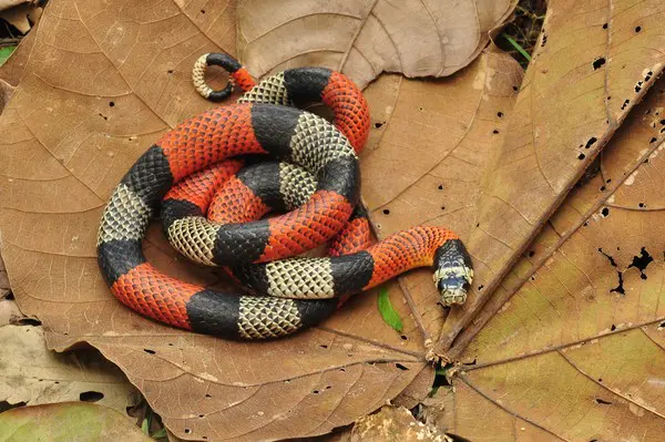 ‘Super cobra’ brasileira pode matar pessoas com apenas uma picada