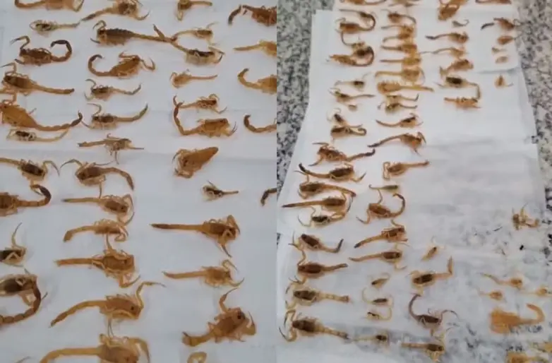 O Centro de Controle de Zoonoses (CCZ) de Campo Grande (MS) emitiu um alerta após encontrar cerca de 100 escorpiões em uma única residência no bairro São Jorge da Lagoa. Divulgação/CCZ