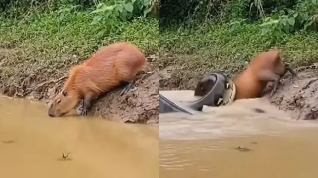 Cobra surpreende a capivara na beira do rio e a arrasta rapidamente para a água. Foto: Divulgação.