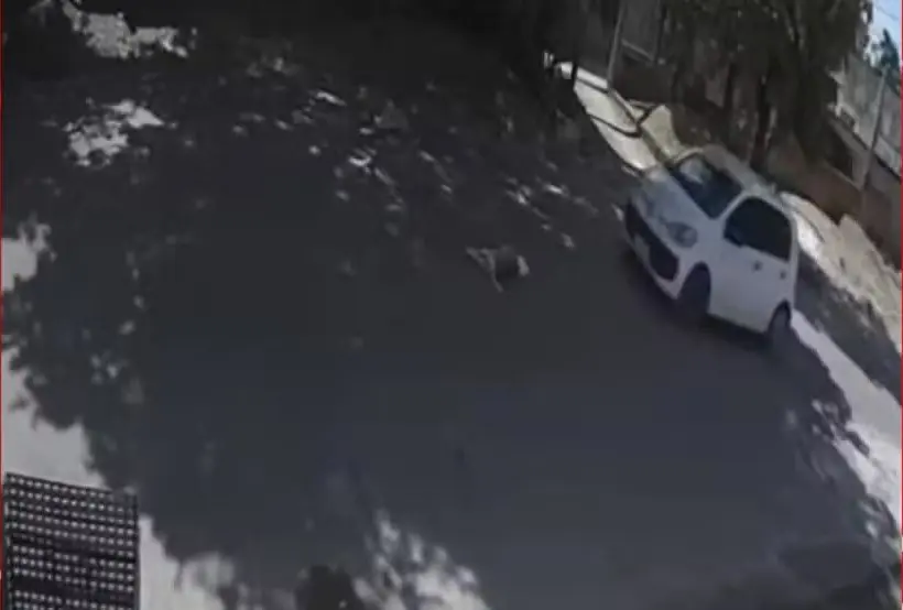 Imagens mostram o motorista direcionando o carro contra os cães, mesmo com espaço para desviar. Foto: Reprodução / Redes sociais.