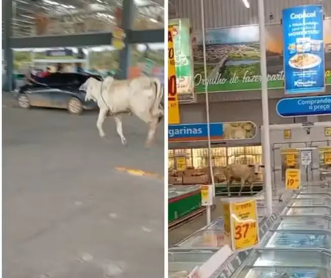 Vídeo registra boi correndo pelos corredores do Atacadão de Palmares antes de ser retirado em segurança . Foto: Reprodução.