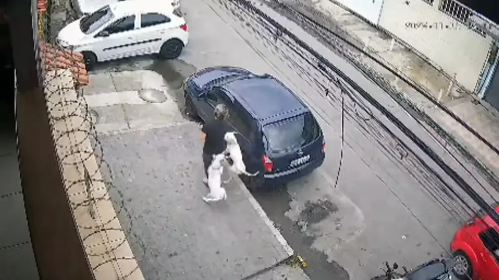 Vídeo: mulher é atacada por dois pitbulls; moradores denunciam que cães vivem soltos na rua