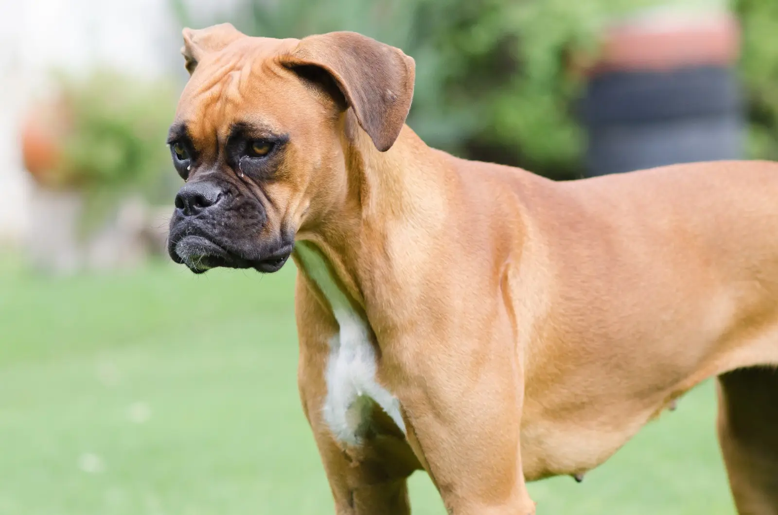 Mulher passa por 16 cirurgias após ter nariz arrancado por cachorro; veja antes e depois (Foto: Freepik)