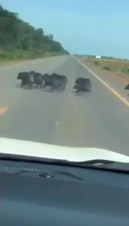 Momento em que porcos selvagens atravessam a MT-109 e caem em um buraco de lama antes de seguir deslocamento em grupo. Foto: Divulgação.