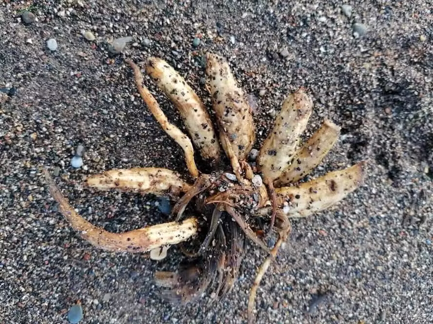 Planta altamente venenosa invade praias e acende alerta de risco de morte