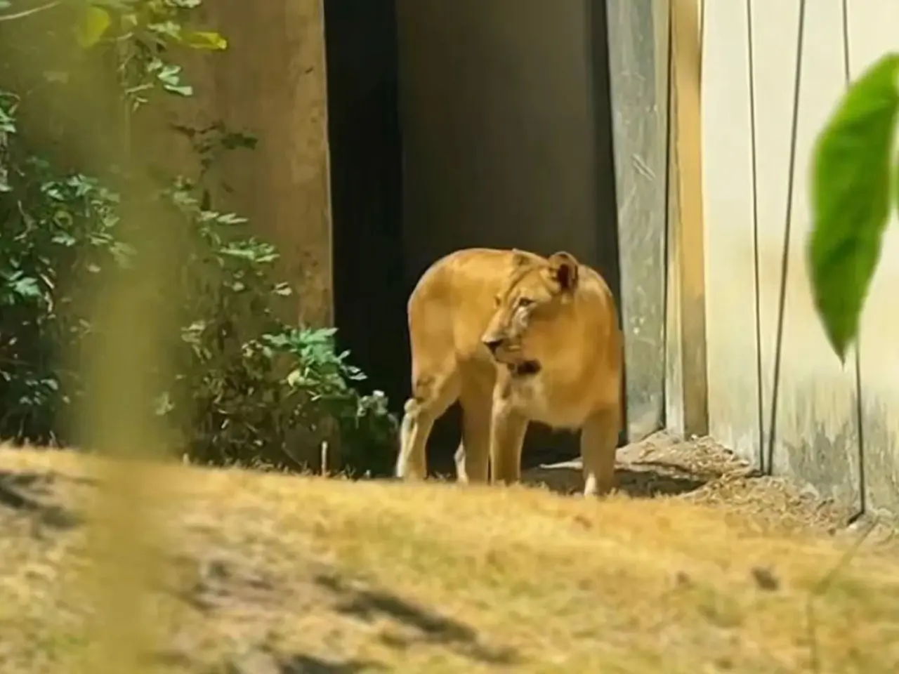 Leoa volta à jaula cinco dias após matar Vaqueirinho; veja vídeo
