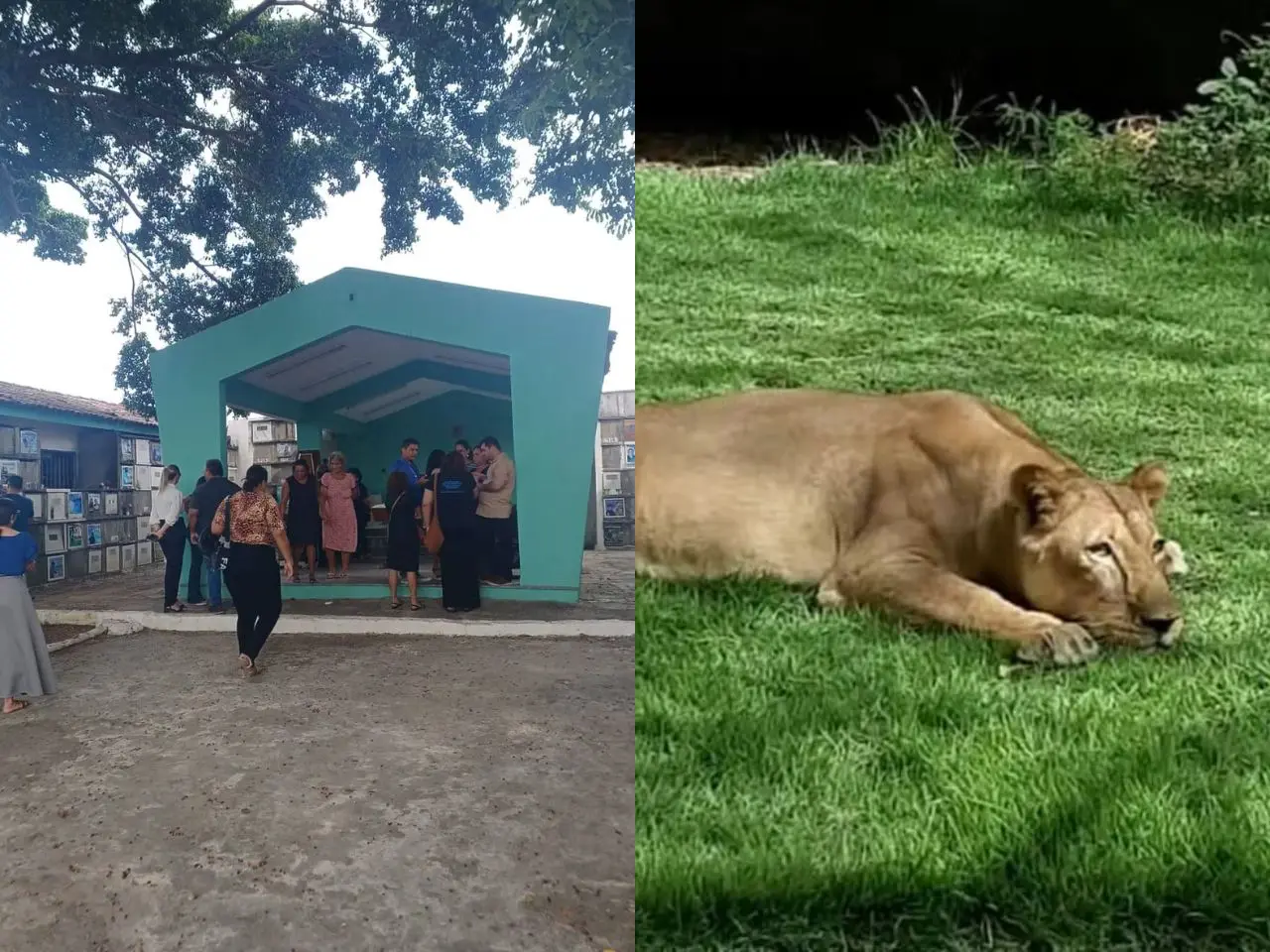 Homem que invadiu jaula de leoa é sepultado na Paraíba