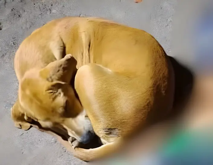Ciclista morre em acidente e o cachorro dele espera resgate ao lado do corpo (Foto: Alexandre Lima)