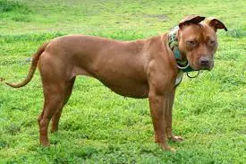 Imagem ilustrativa de um pitbull. Foto: Reprodução.