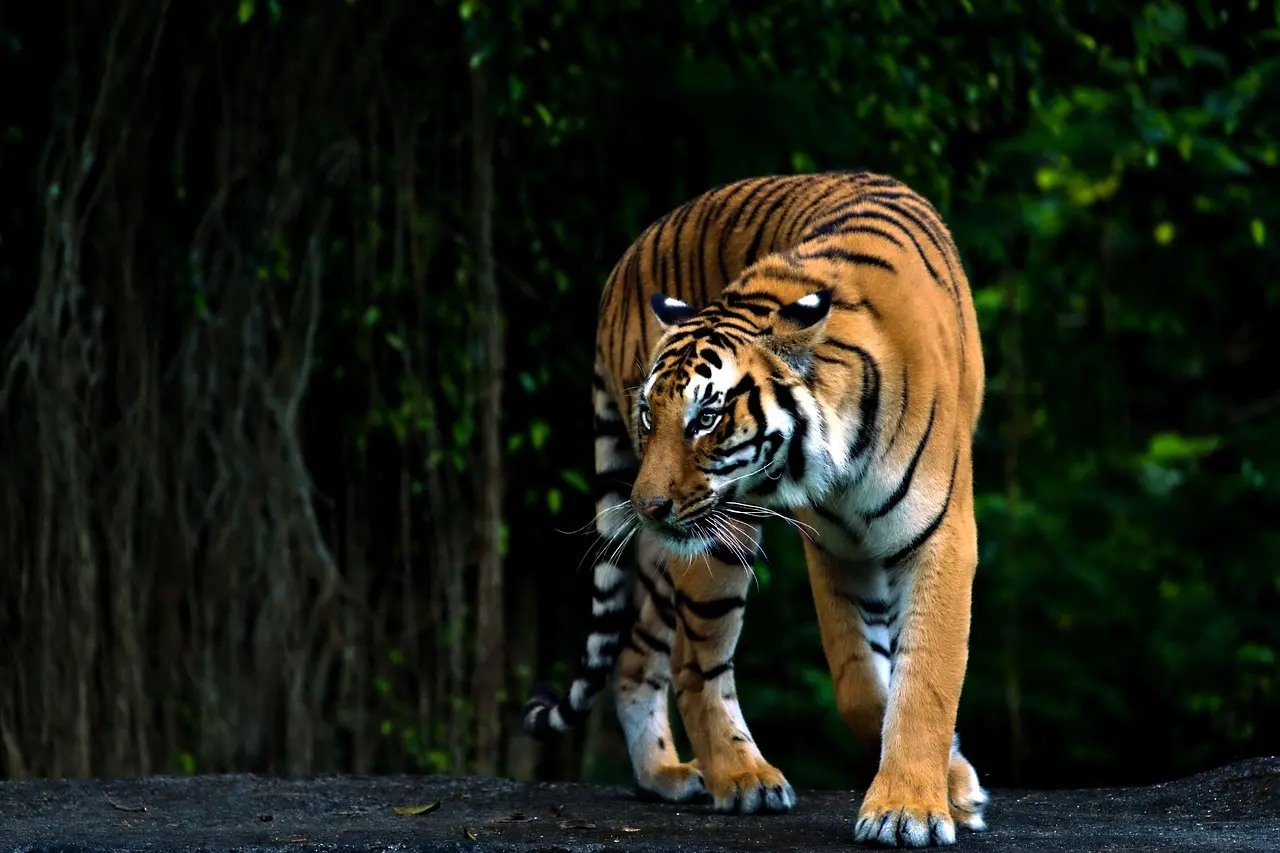 Tigre persegue, morde carro e pior quase acontece (Foto: Pixabay)