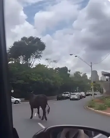 Touro anda pelas ruas, para trânsito em grande cidade e ganha apelido de 'Tourista' (Foto: Reprodução)