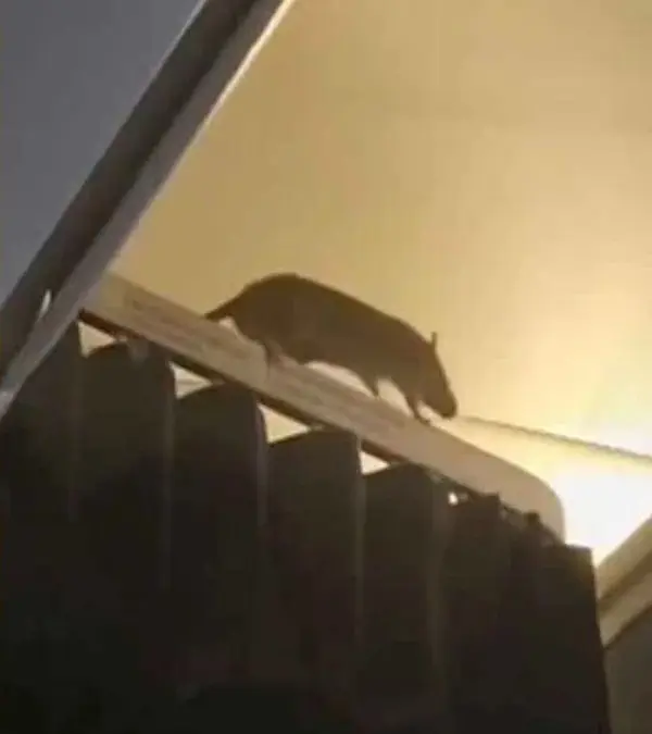 Voo de 36 horas com ratazana a bordo causa pânico em passageiros; assista