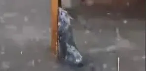 Rato se agarra a cadeira em meio à enxurrada durante forte chuva no Centro de Juiz de Fora.. Foto: Reprodução.