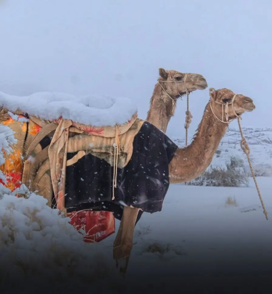 Montanhas da região de Tabuk, no norte da Arábia Saudita, ficaram cobertas de neve após a chegada de uma forte frente fria acompanhada de chuva e ventos intensos. Foto: X.