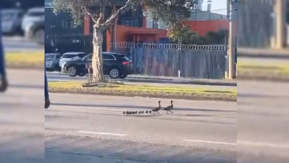 Motoristas interrompem trânsito para que família de patos atravesse avenida