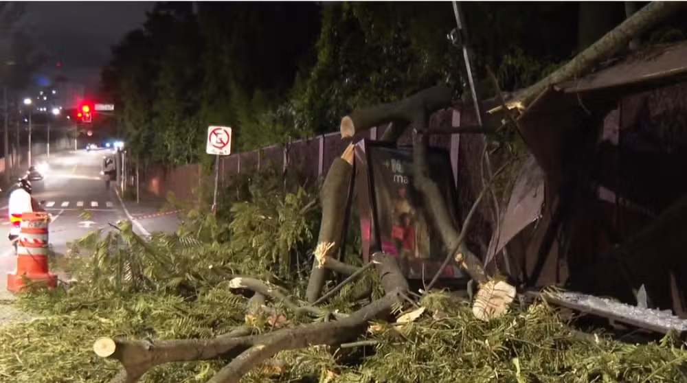 Tronco de árvore cai em funcionário, que acaba falecendo II Foto: Reprodução/TV Globo
