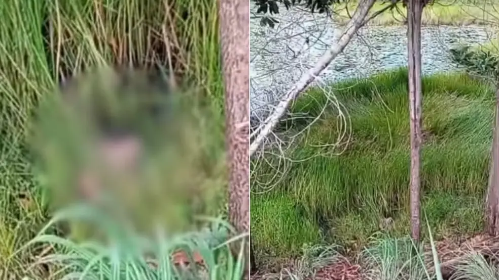 Cabeça humana é encontrada às margens de córrego (Foto: Reprodução)
