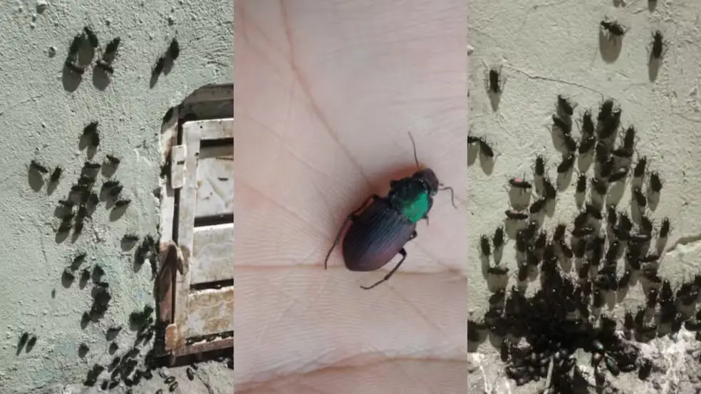  Besouros da espécie Neoaulacoryssus speciosus têm aparecido em grande quantidade em Corumbá e provocado ferimentos leves em crianças e adultos. Foto: Imagens cedidas/Ivana Rissato.