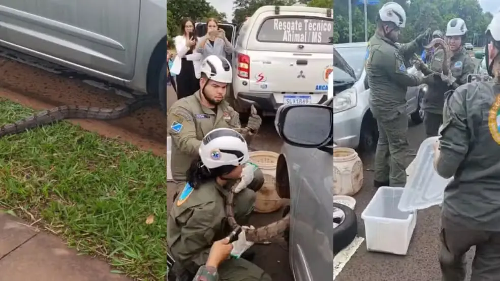 Jiboia foi encontrada enrolada no amortecedor de um carro e retirada com apoio da PMA e de um veterinário especializado em animais silvestres. Foto: Reprodução.