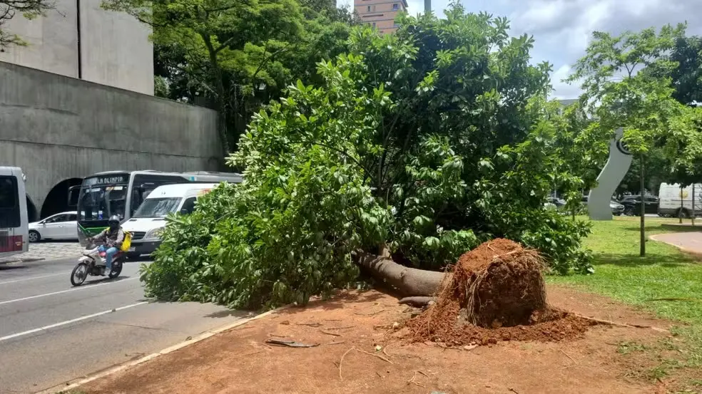 Ventos fortes em SP deixam mais de 1,1 milhão de imóveis sem luz, derrubam árvores e causam cancelamentos de voos