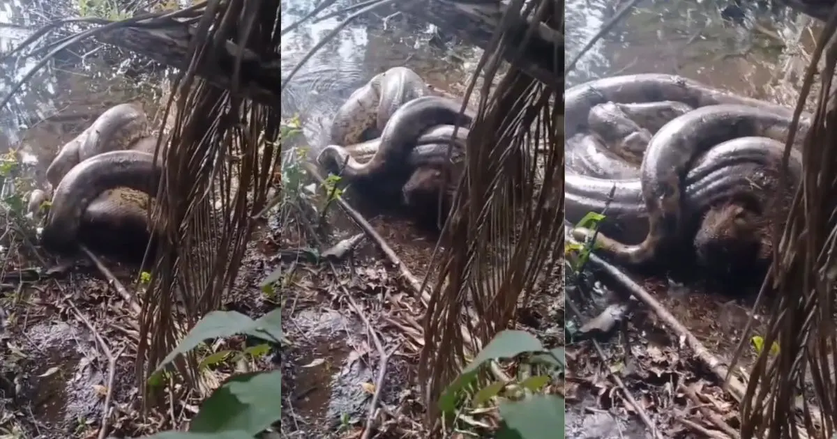 Vídeo: sucuri é flagrada atacando capivara e cena impressiona