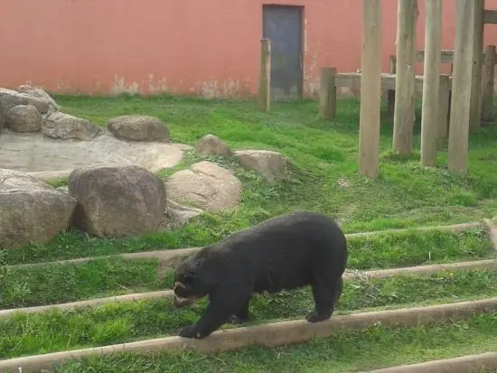 Urso ataca tratador após apresentação em parque; veja vídeo