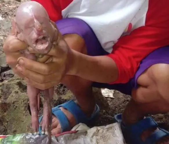 Leitão nasceu com rosto humano nas Filipinas (Foto: Reprodução)